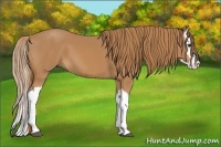 Horse Color:Chestnut Splash 