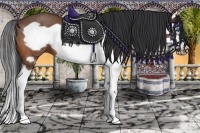 Horse Color:Bay Splash Frame Rabicano 
