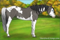 Horse Color:Grullo Splash Tobiano 