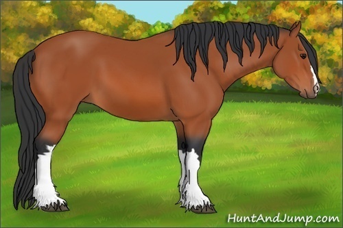 Horse Color: Bay 