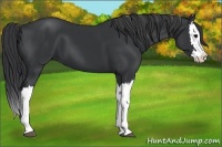 Horse Color:Black Splash 