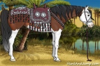 Horse Color:Bay Splash 