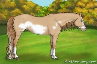 Horse Color:Red Dun Sabino Splash Frame Rabicano 