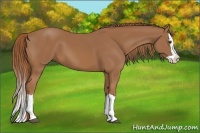 Horse Color:Chestnut Splash 