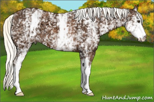 Horse Color: White Spotted Liver Chestnut Ice Mushroom 