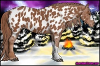 Horse Color:Chestnut Near Leopard 