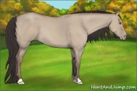 Horse Color:Classic Champagne Dun 
