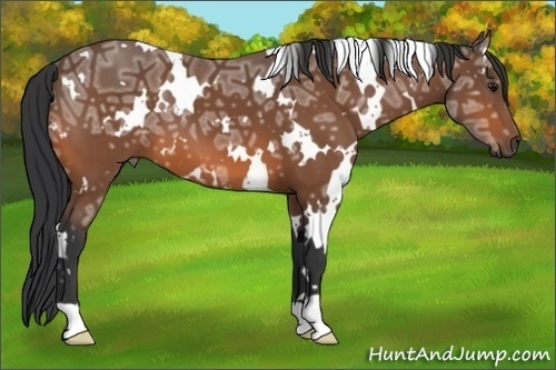 Horse Color:White Spotted Bay Ice 