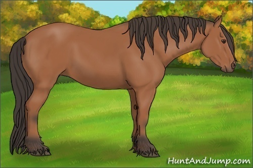 Horse Color: Unknown 
