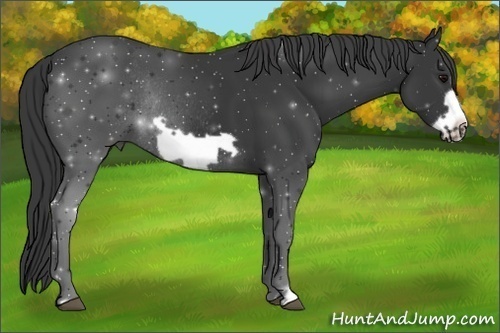 Horse Color:Black Frame Rabicano