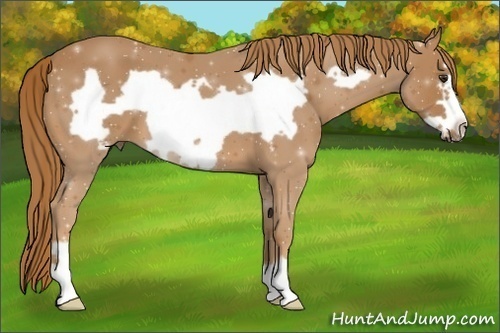 Horse Color:Chestnut Frame 
