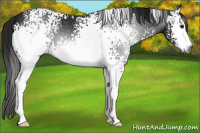 Horse Color:Gray White Spotted Smoky Black Sabino 