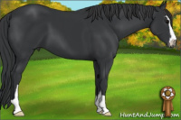 Horse Color:Brown Sabino