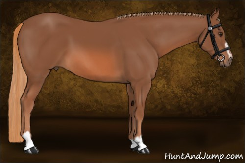 Horse Color:Chestnut Sabino