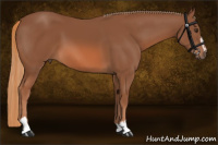 Horse Color:Chestnut Sabino 