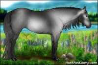 Horse Color:Gray Smoky Black Rabicano 