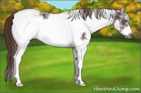 Horse Color:White Spotted Liver Chestnut Frame 