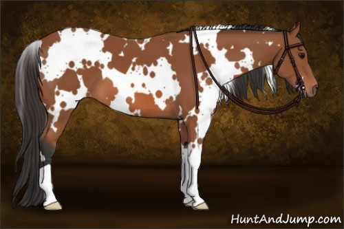 Horse Color: White Spotted Bay 