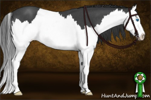 Horse Color: Blue Roan Splash 