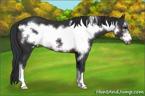 Horse Color:Brown Frame 