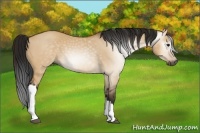 Horse Color:Gray Bay Dun 