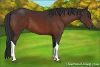 Horse Color:Bay Tobiano 