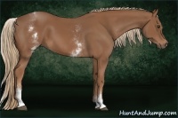 Horse Color:White Spotted Chestnut Sabino 