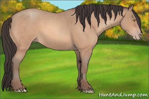Horse Color: Amber Champagne Roan 