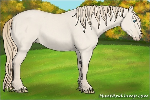 Horse Color: Unknown 