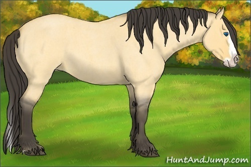 Horse Color: Buckskin Roan Dun Splash 