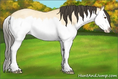 Horse Color: Unknown 