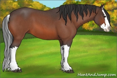 Horse Color: Bay Roan Splash 