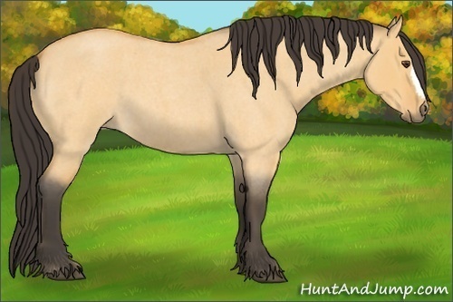 Horse Color: Buckskin Roan Dun 