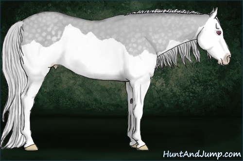 Horse Color: Silver Classic Champagne Chinchilla Dun Splash 