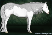Horse Color:Silver Classic Champagne Chinchilla Dun Splash 