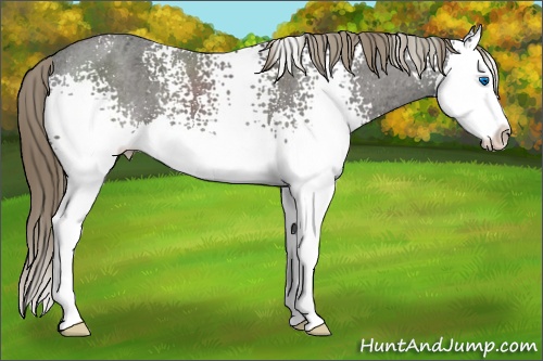 Horse Color: White Spotted Smoky Black Splash Blanket 