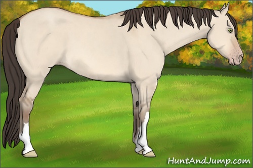 Horse Color: Amber Champagne Dun 