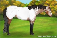 Horse Color:Gray Bay Appaloosa 