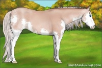 Horse Color:Silver Amber Champagne Splash 