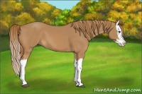 Horse Color:Chestnut Splash 