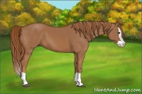 Horse Color:Chestnut Splash 
