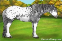 Horse Color:White Spotted Blue Roan Splash Frame Appaloosa