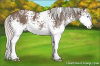 Horse Color:White Spotted Silver Black Splash 