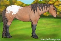 Horse Color:Bay Snowcap 
