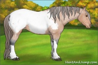 Horse Color:Bay Near Fewspot 