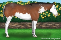 Horse Color:Bay Sabino Splash 