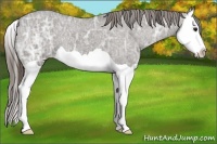 Horse Color:Grullo Ice Splash Appaloosa 