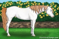 Horse Color:White Spotted Amber Champagne Pearl Dun 