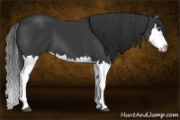 Horse Color:Black Splash
