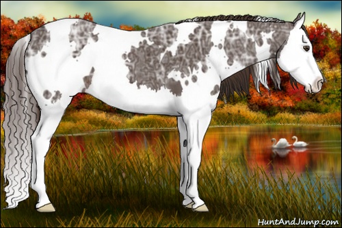 Horse Color: White Spotted Liver Chestnut Ice Splash 